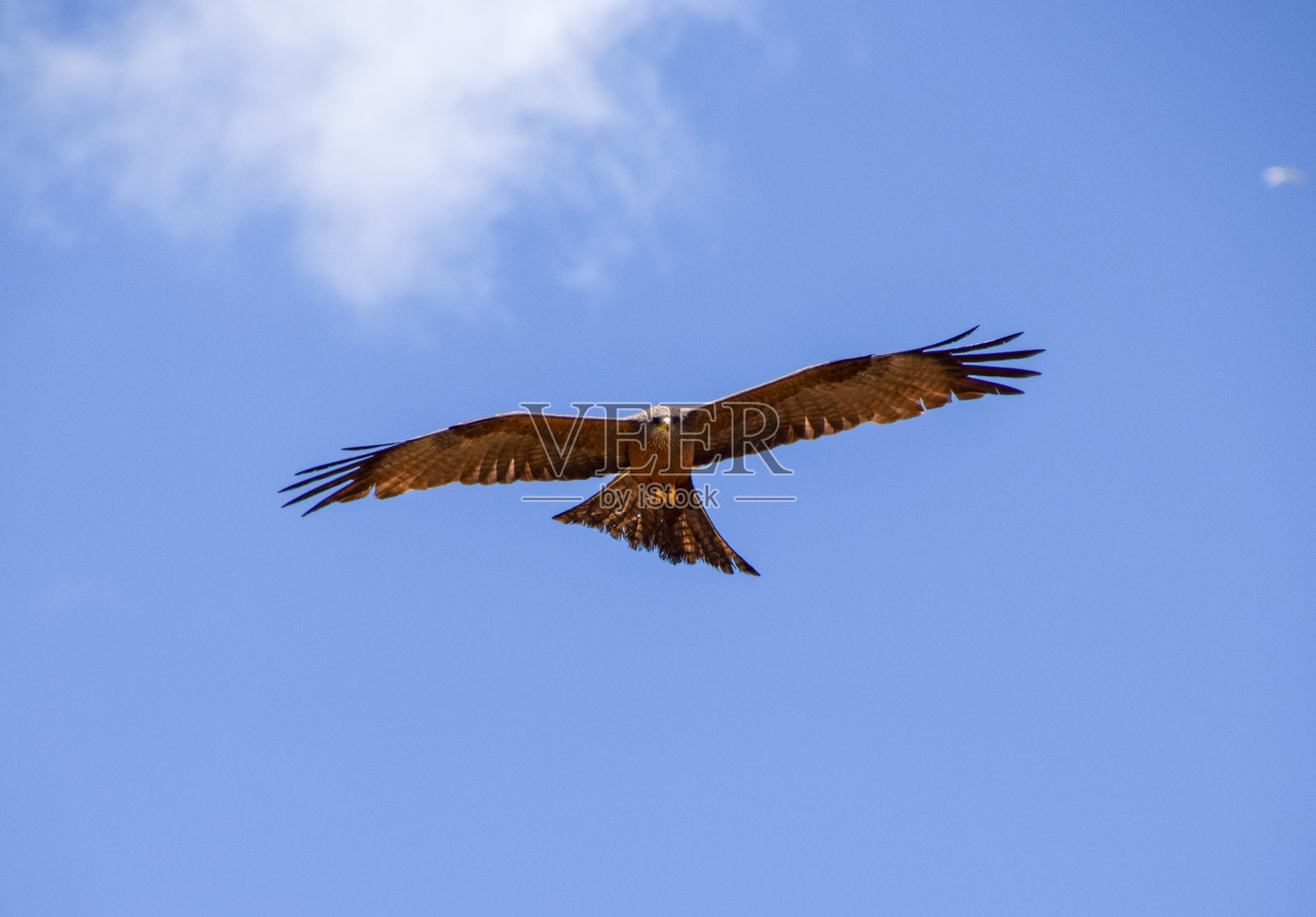 一只黑色的风筝在飞翔照片摄影图片
