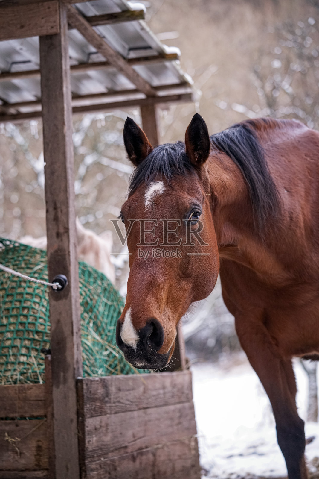 棕色的马照片摄影图片
