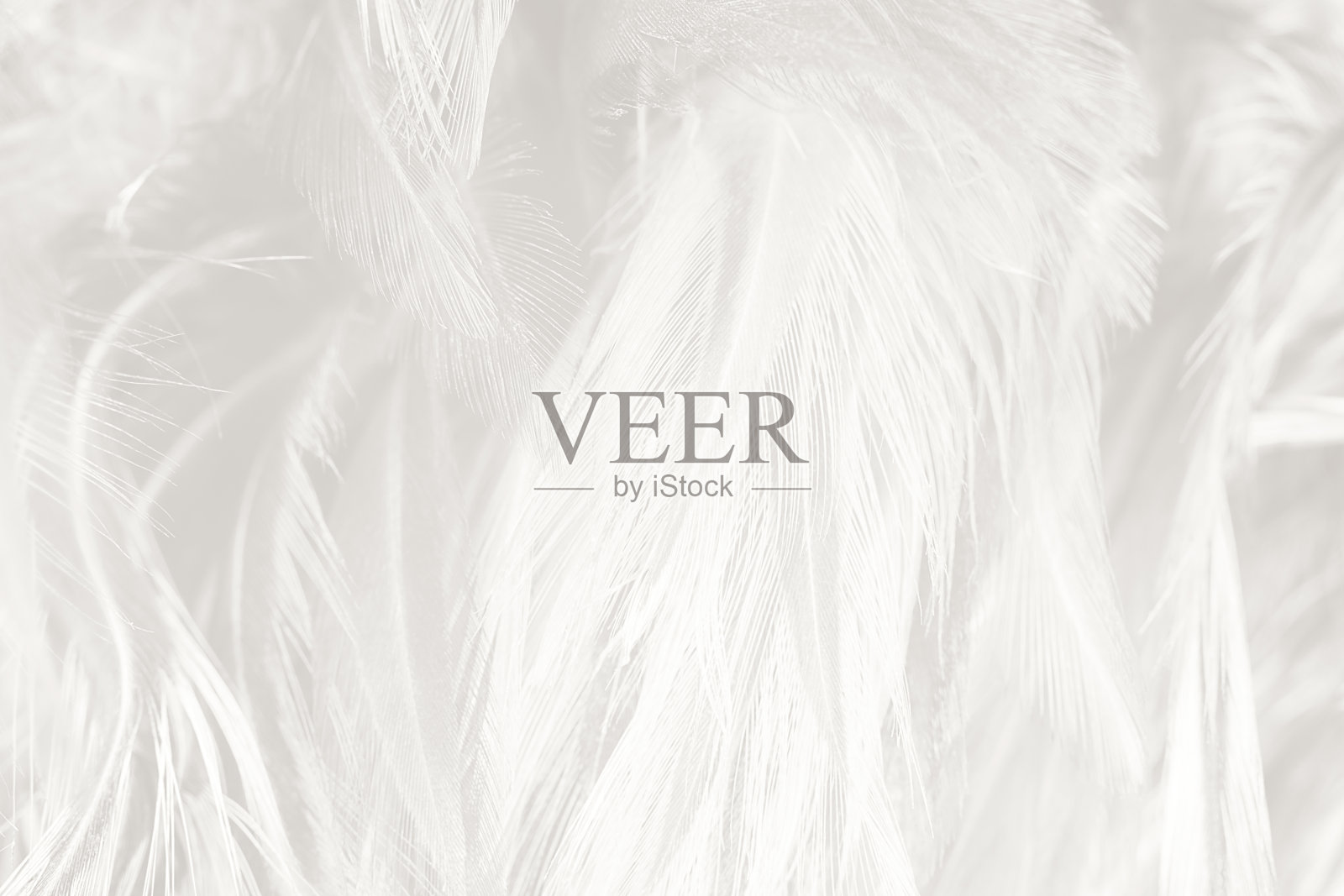 白色羽毛毛茸茸的图案纹理背景照片摄影图片