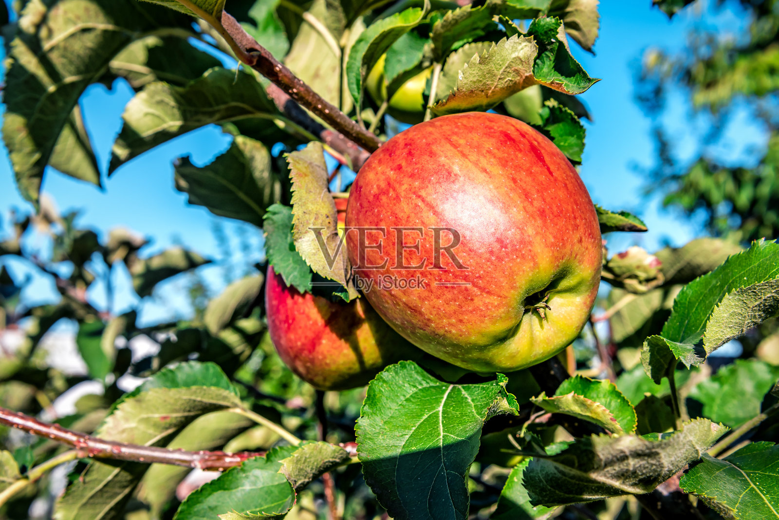 果园里成熟多汁的红苹果挂在树枝上照片摄影图片