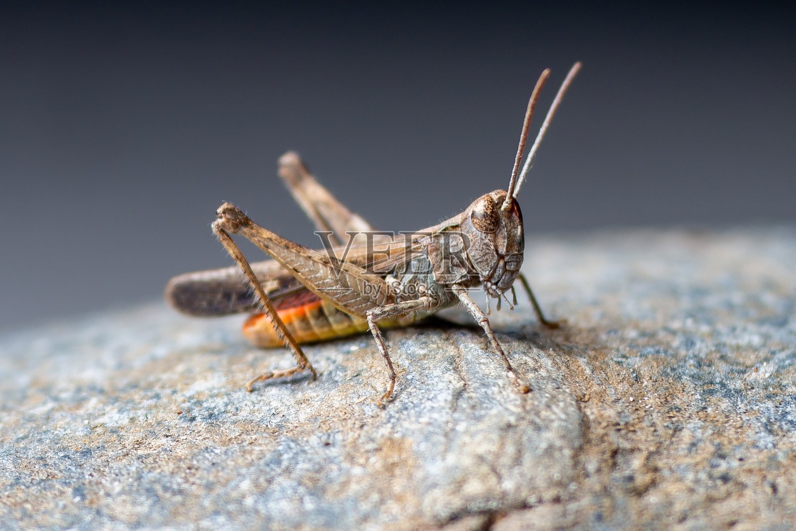 蚱蜢的详细微距镜头照片摄影图片