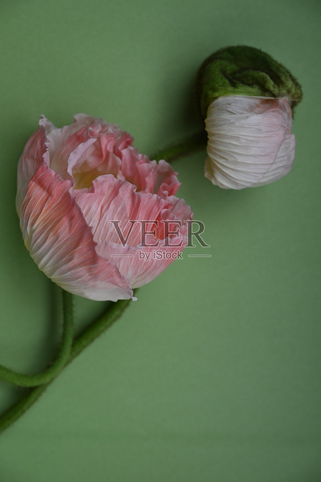 两朵粉红色的花在绿色的表面上，其中一朵正在萌芽照片摄影图片