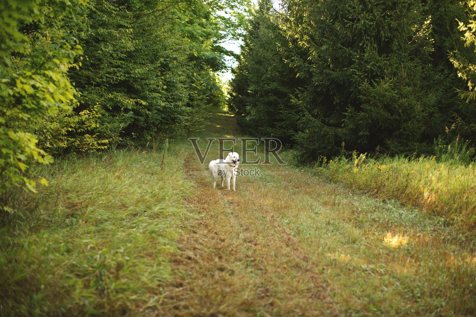 在加拿大安大略省的山羊农场里，一只名叫玛雷玛的牧羊犬，周围是绿色的环境照片摄影图片