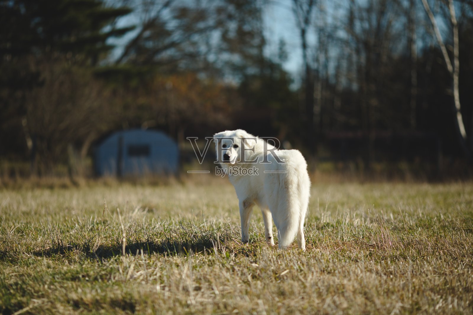 在加拿大安大略省的山羊农场里，一只名叫玛雷玛的牧羊犬，周围是绿色的环境照片摄影图片