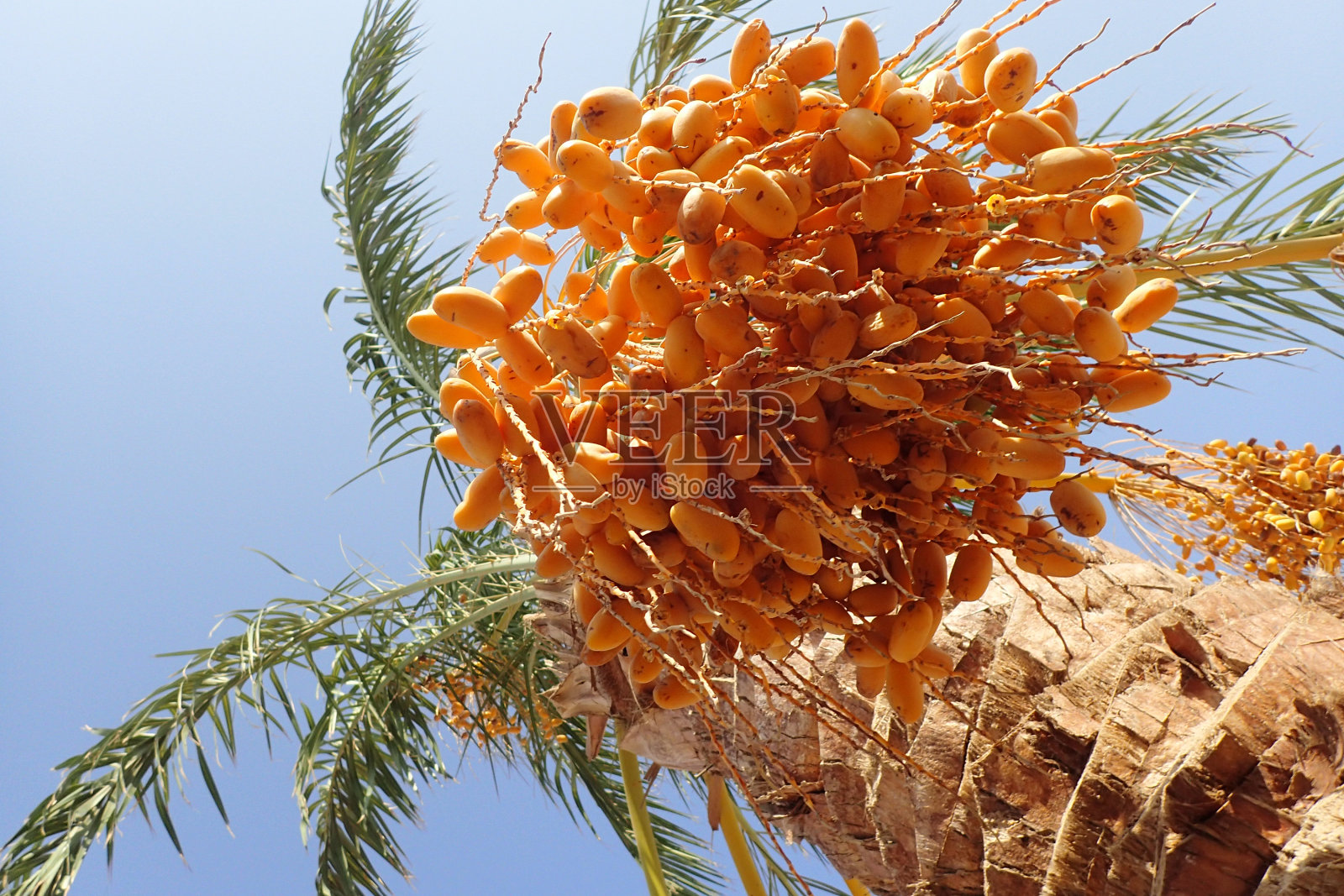 带果枣树照片摄影图片