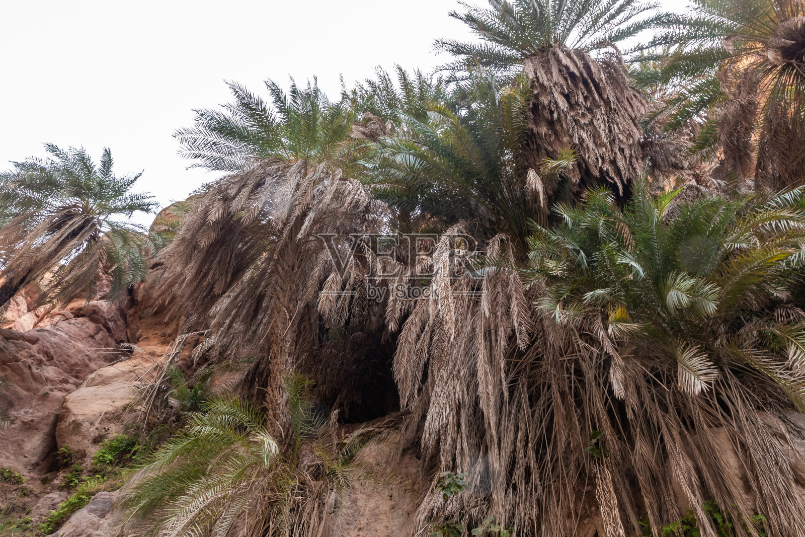 约旦安曼附近，瓦迪古韦尔或安纳希尔峡谷和瓦迪达特内峡谷山坡上茂盛的绿色植物和棕榈树照片摄影图片