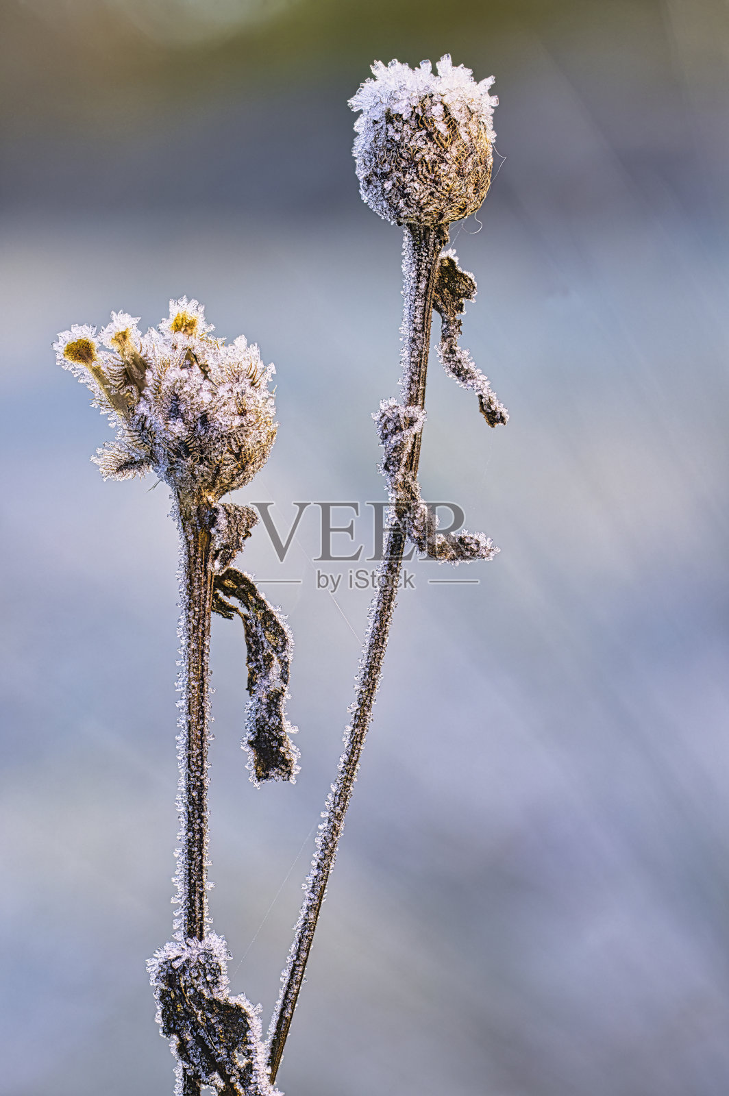 冬天，冰晶覆盖着蓟照片摄影图片