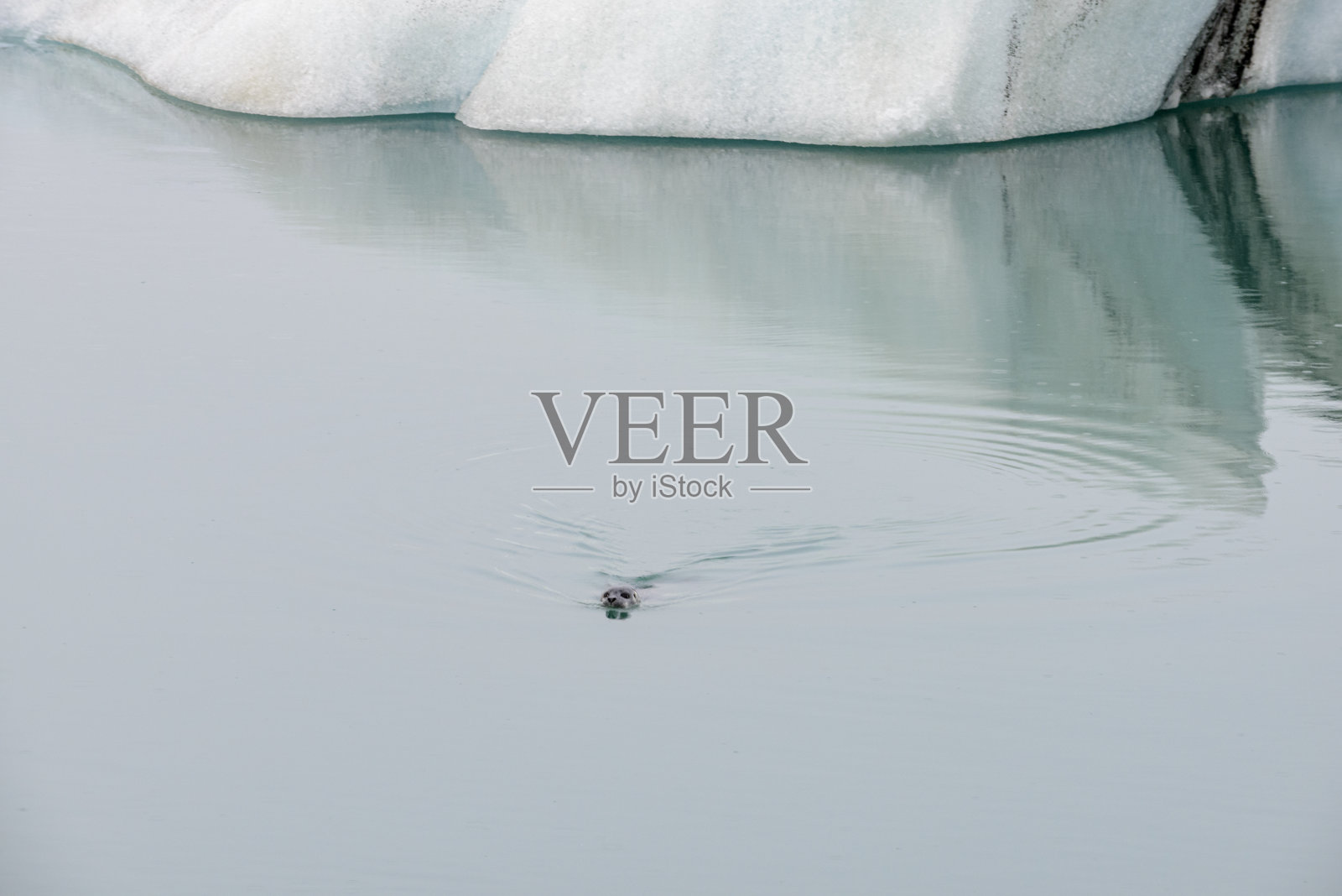 在冰岛的Jokulsalon冰川泻湖上，海豹在漂浮的冰山之间游泳照片摄影图片