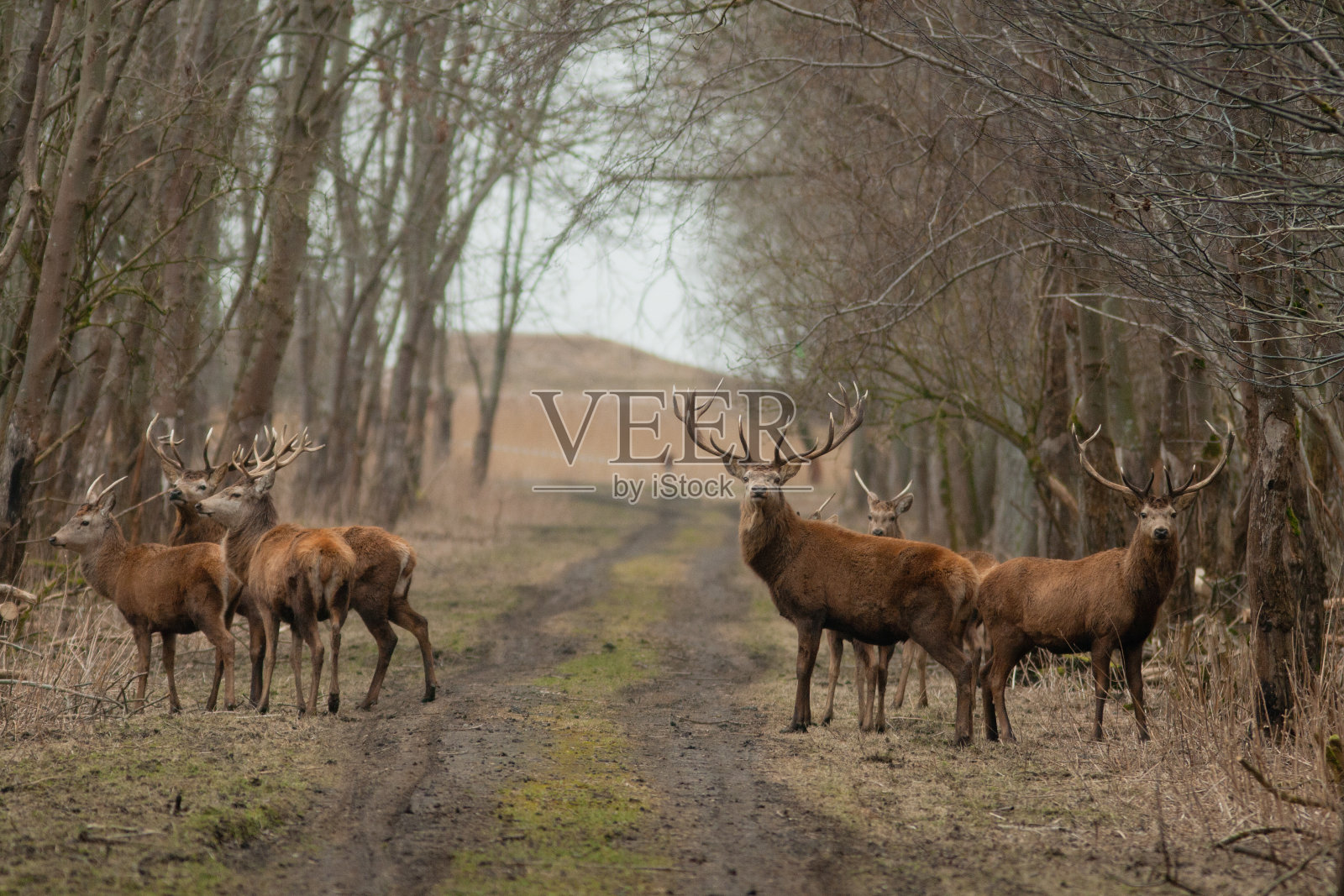 一群雄伟的马鹿照片摄影图片