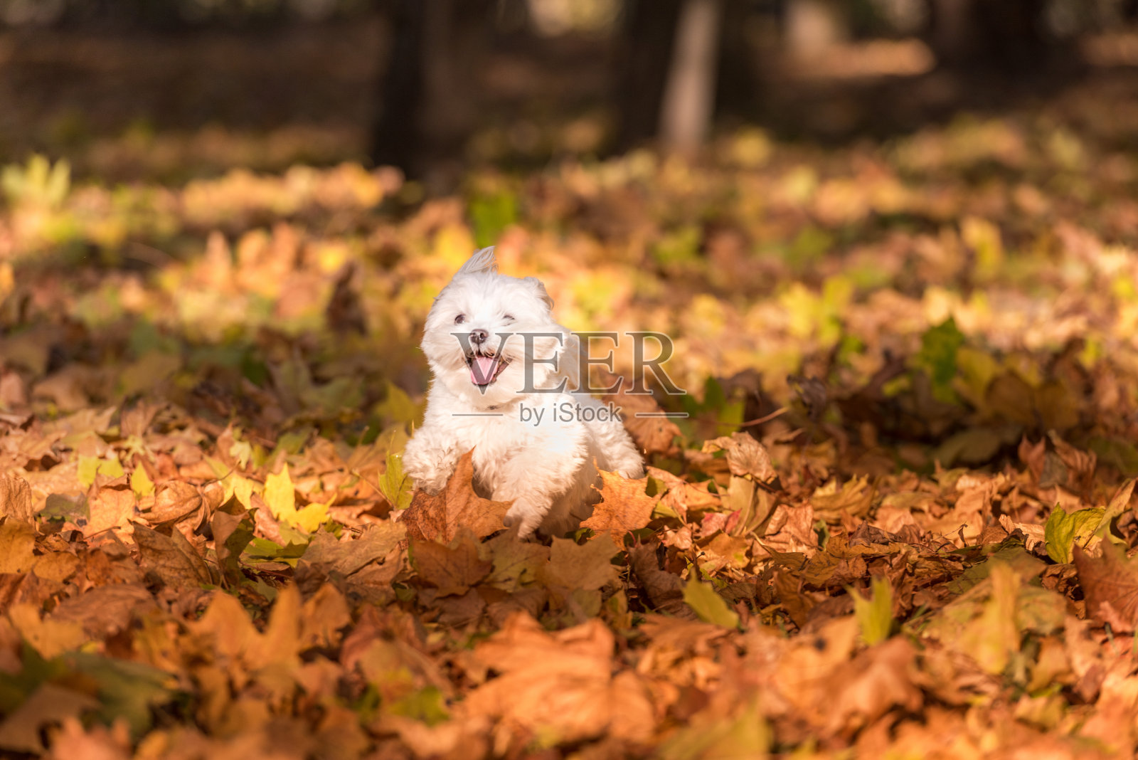 快乐的马尔他狗在秋叶地上奔跑。照片摄影图片