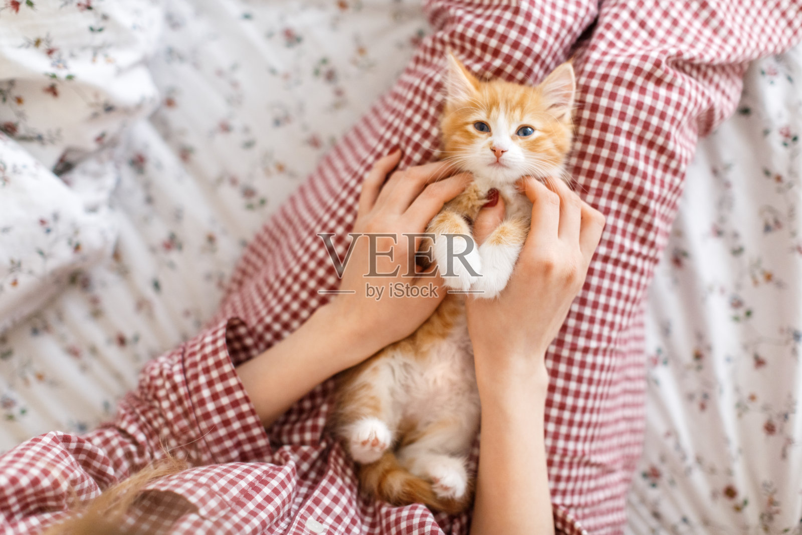 可爱的姜黄色小猫咪，蓝眼睛，喜欢抚摸。白种人女孩的手抚摸着这只红白相间的毛茸茸的小猫。照片摄影图片