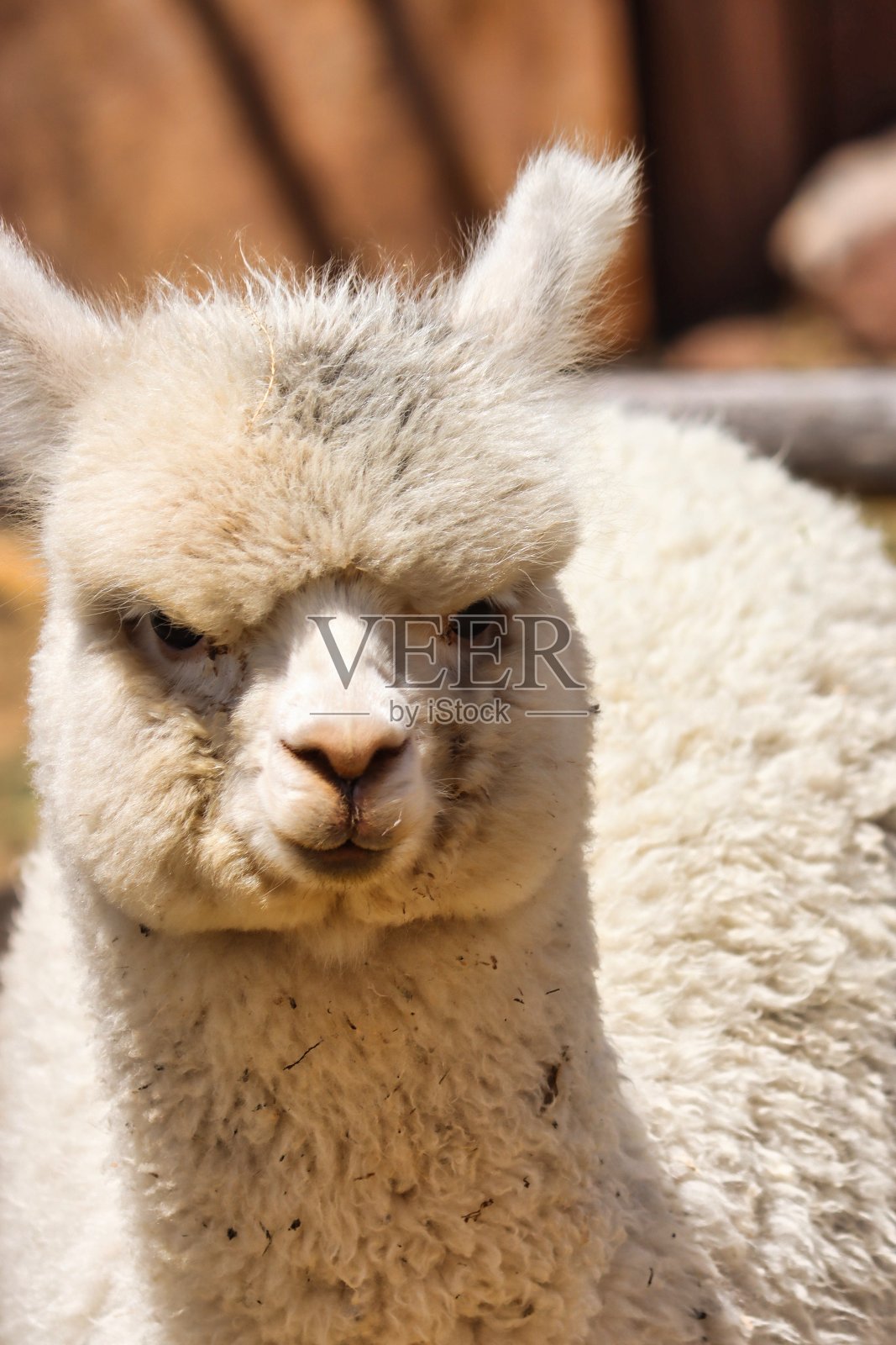 成年羊驼看起来很生气照片摄影图片