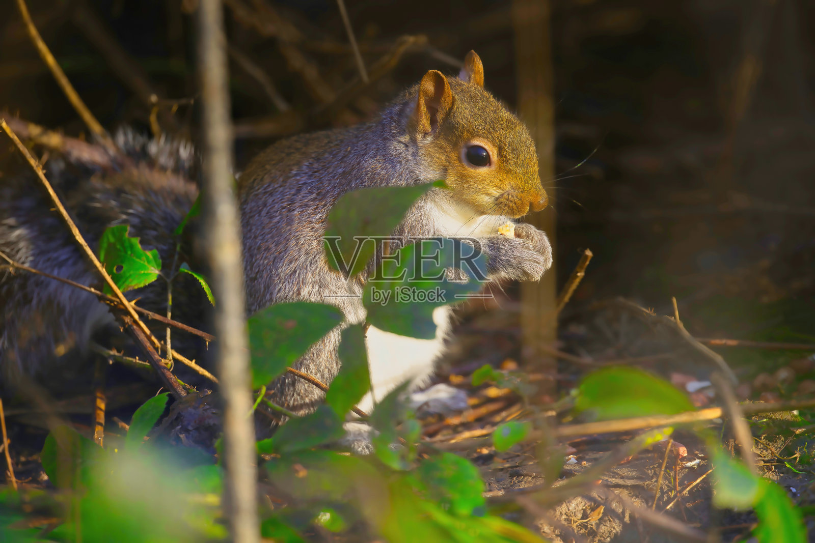 威尔士林地地面上的灰松鼠照片摄影图片