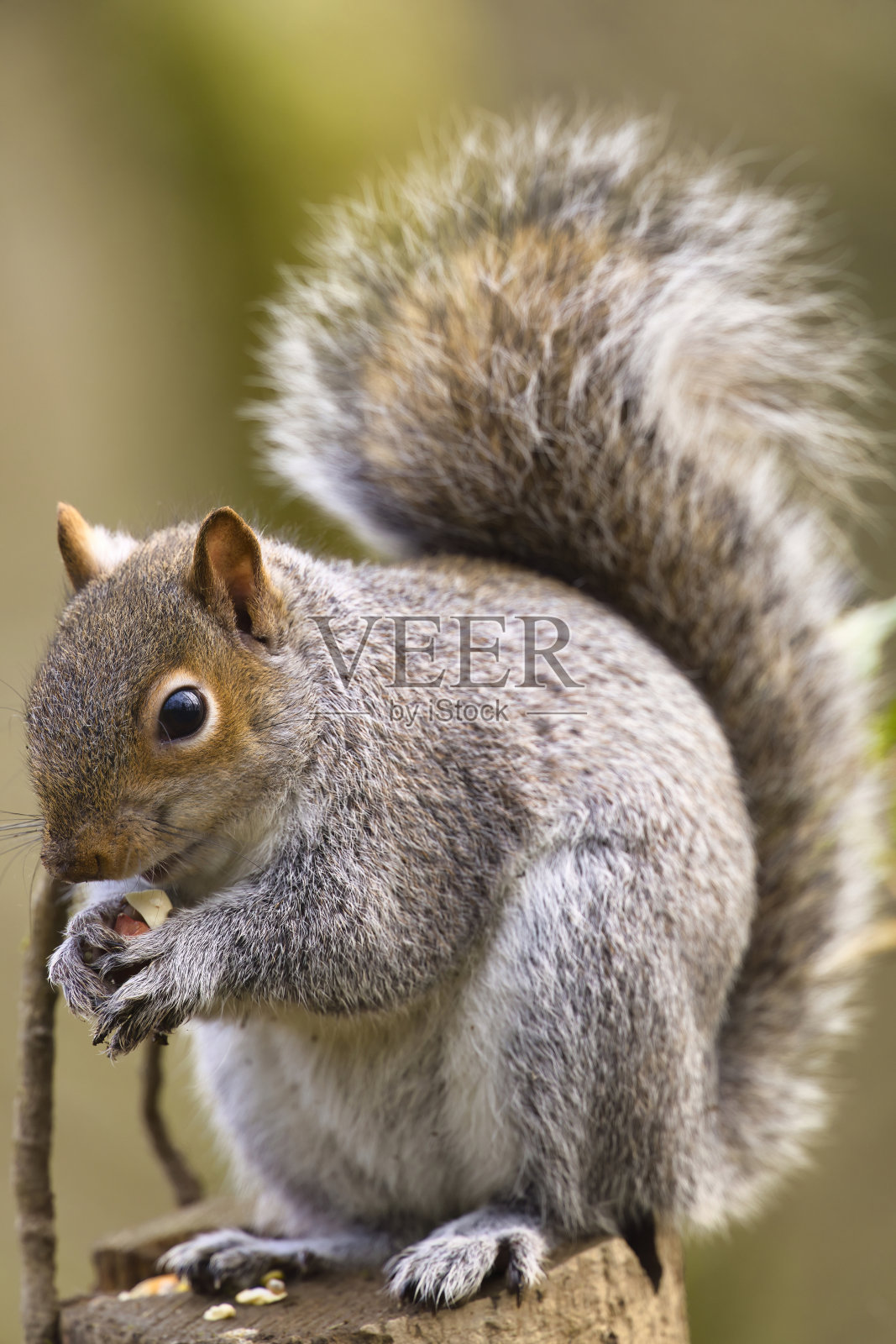 威尔士彭布罗克郡森林里的灰松鼠照片摄影图片