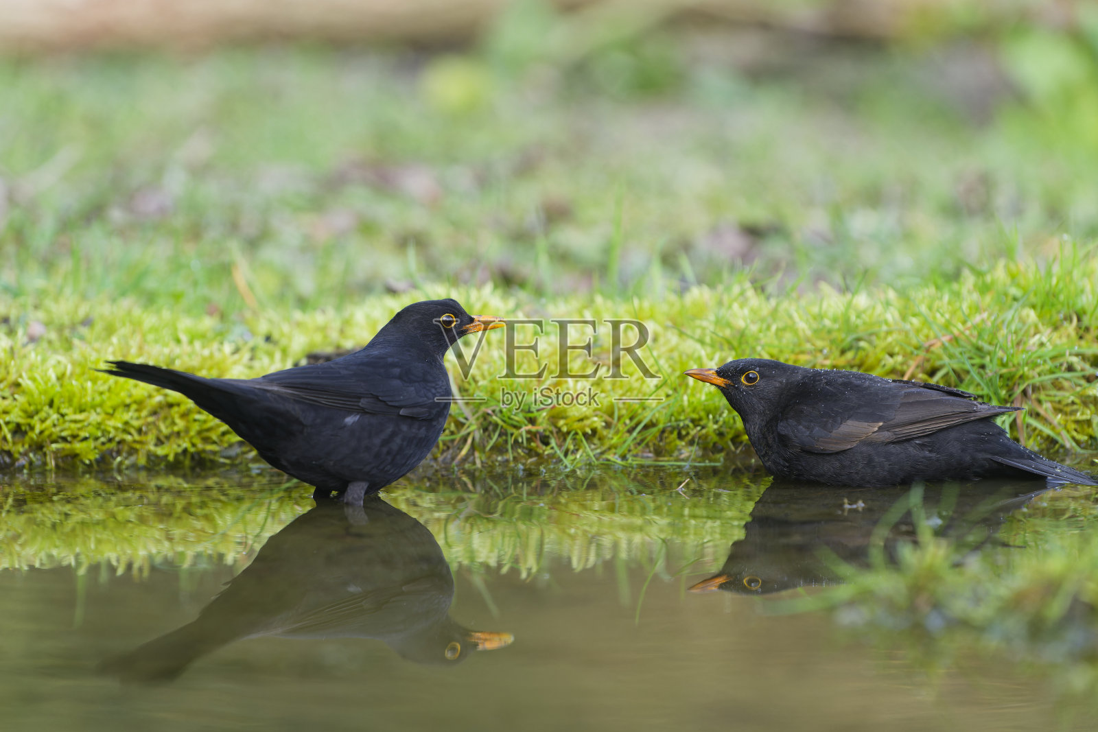 两只雄性黑鹂在水里争吵照片摄影图片