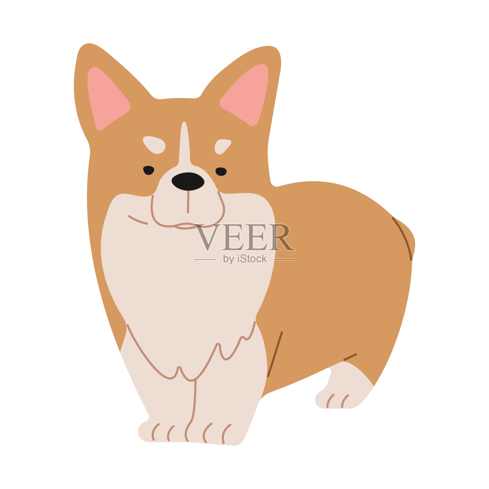 威尔士柯基犬1插画图片素材