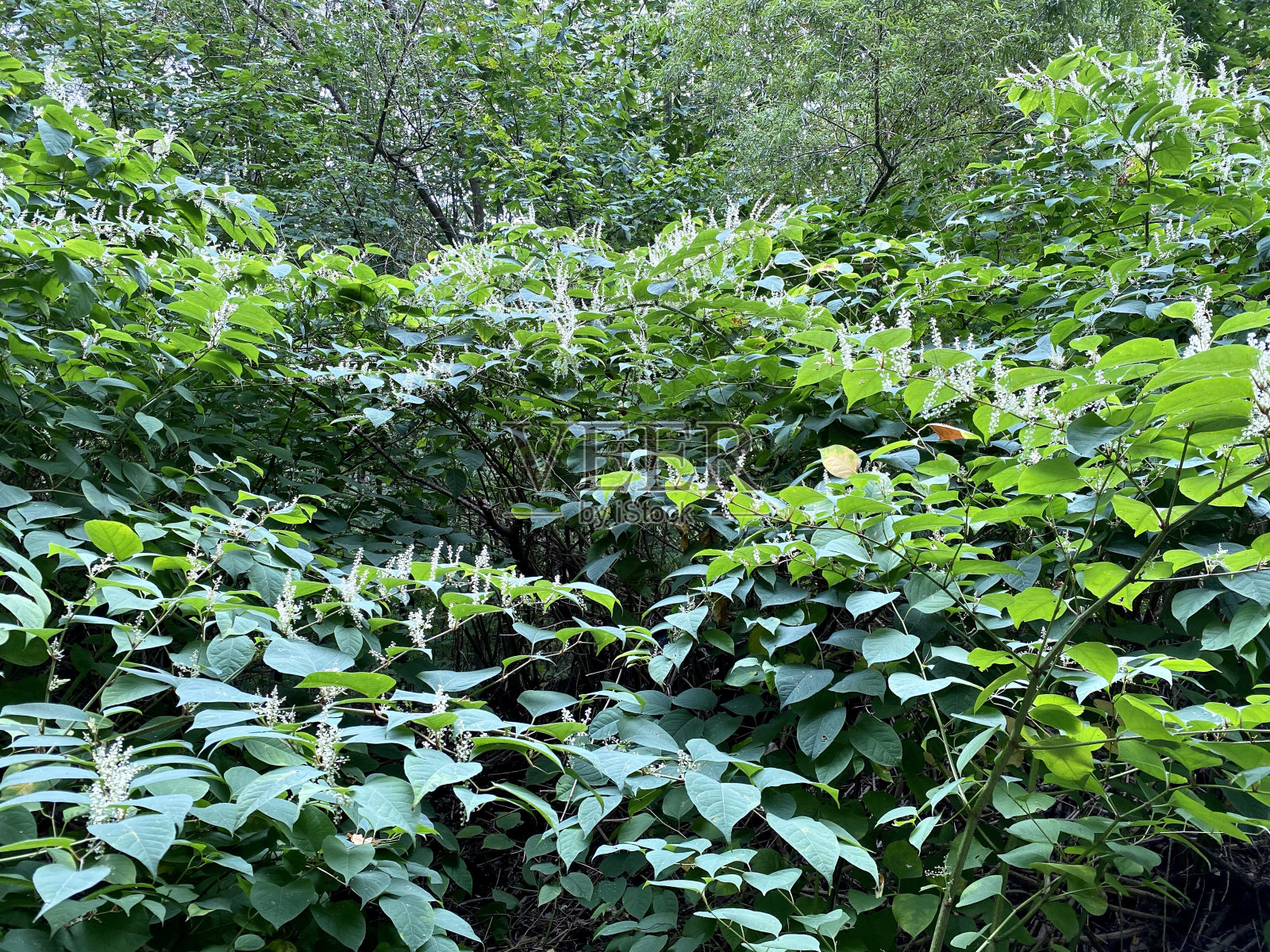 日本虎杖，日本虎杖。盛开的白色，很多的花照片摄影图片