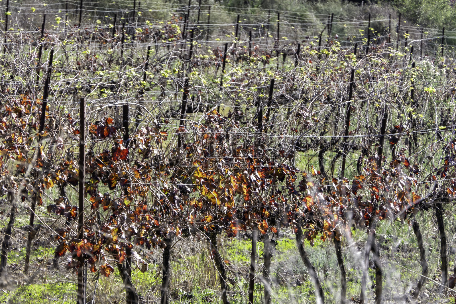 秋色葡萄叶美景照片摄影图片