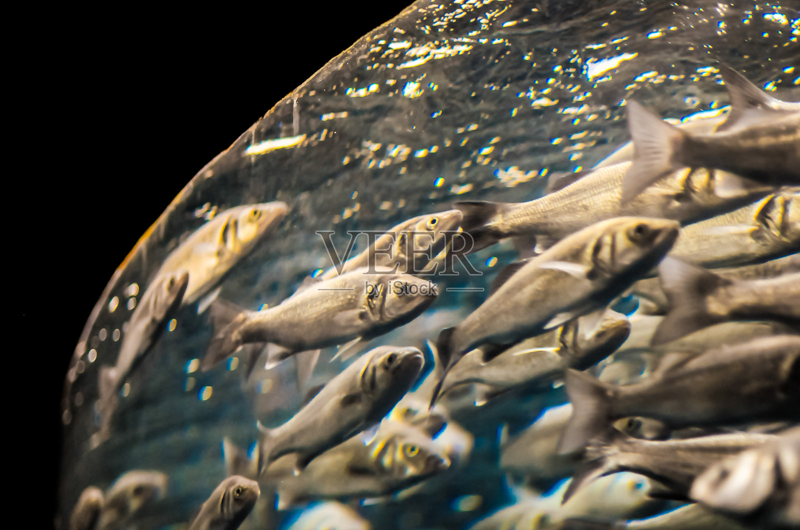 银灰色鱼群照片摄影图片