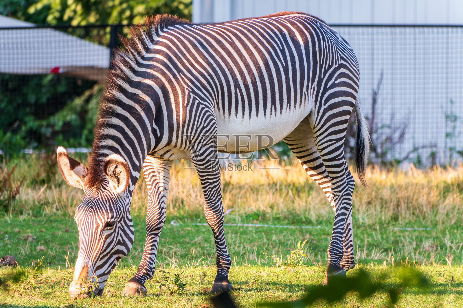 格雷维斑马，又名皇家斑马，吃绿草。照片摄影图片