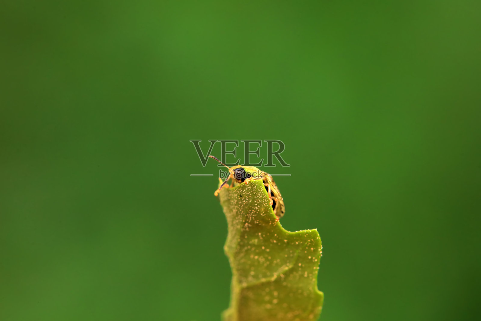 蜘蛛科昆虫在植物上爬行，中国北方照片摄影图片