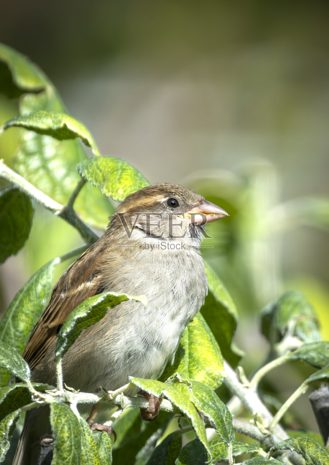 雌树雀在苹果树上寻找蚜虫照片摄影图片
