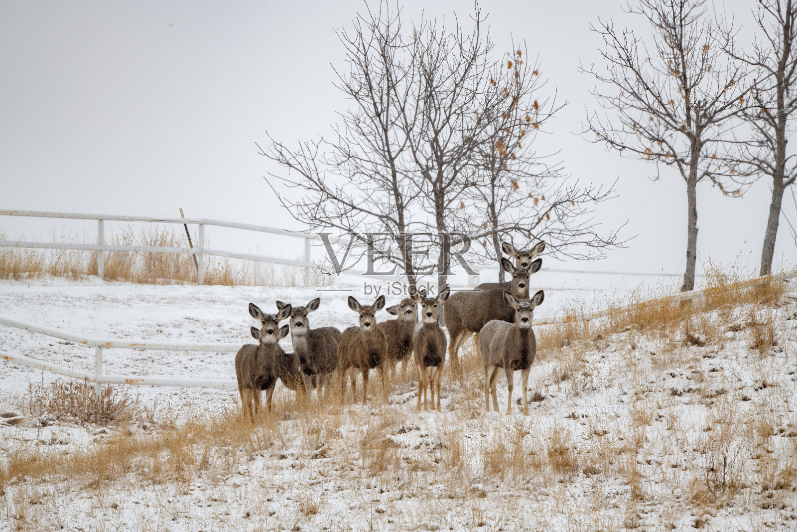 北美西部美国蒙大拿草原上的一群鹿照片摄影图片