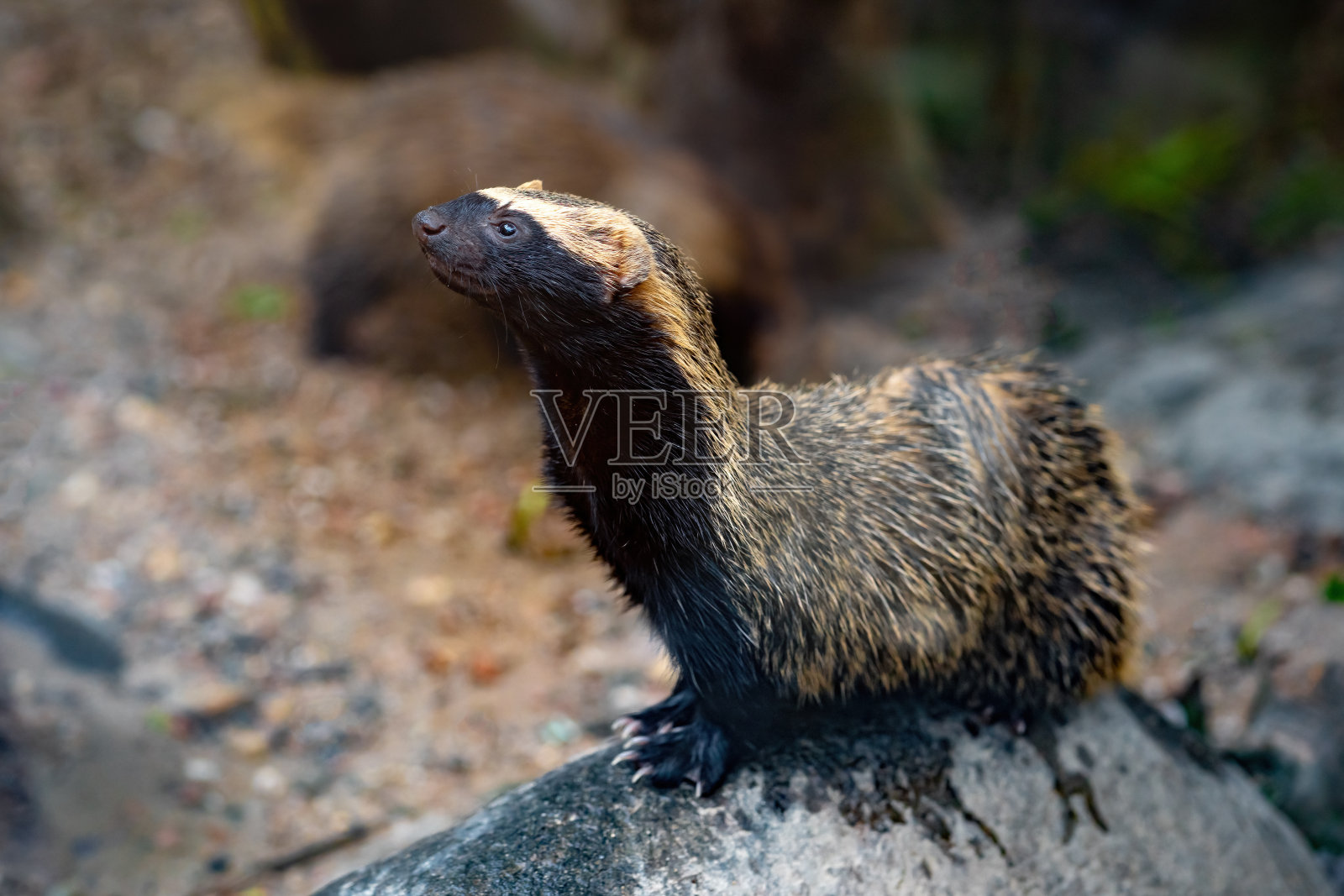 小灰狮(Galictis cuja) -南美洲照片摄影图片