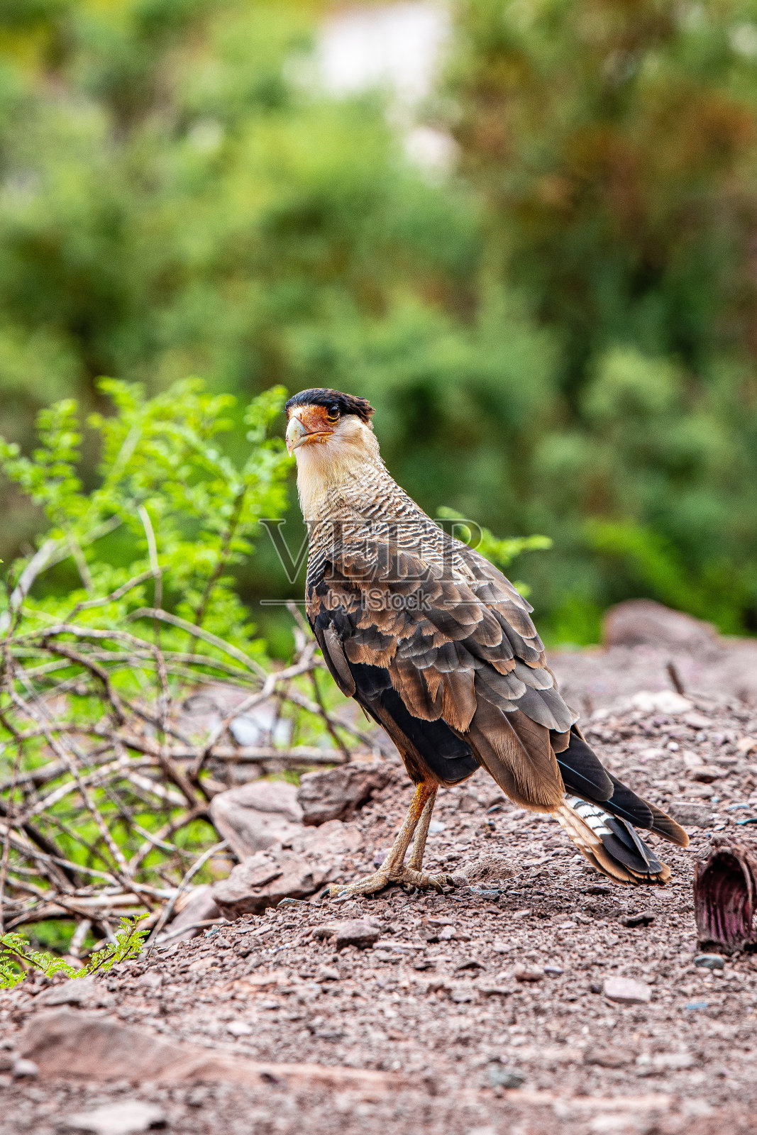 阿根廷的冠毛卡拉卡拉照片摄影图片