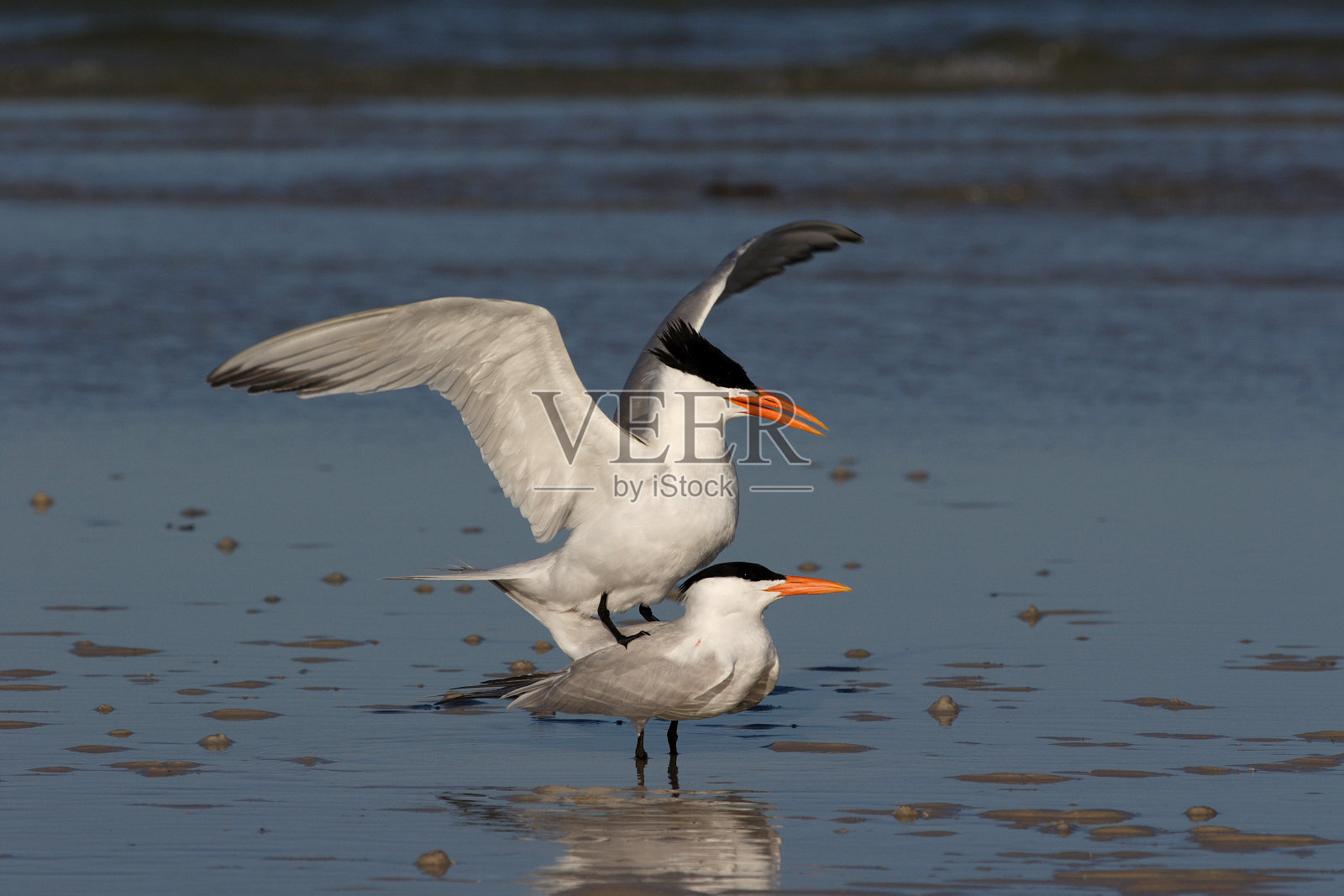 佛罗里达州德索托堡州立公园的皇家燕鸥。照片摄影图片