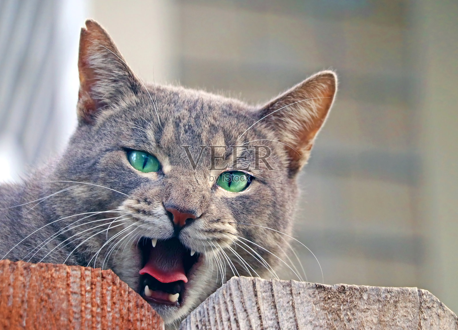 篱笆上的猫照片摄影图片