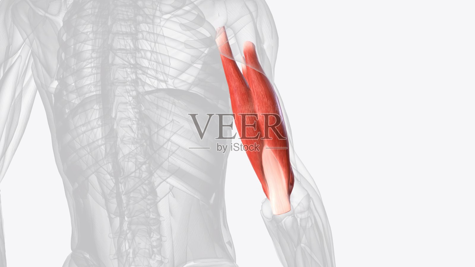 肱三头肌或肱三头肌是许多脊椎动物上肢后部的一块大肌肉照片摄影图片