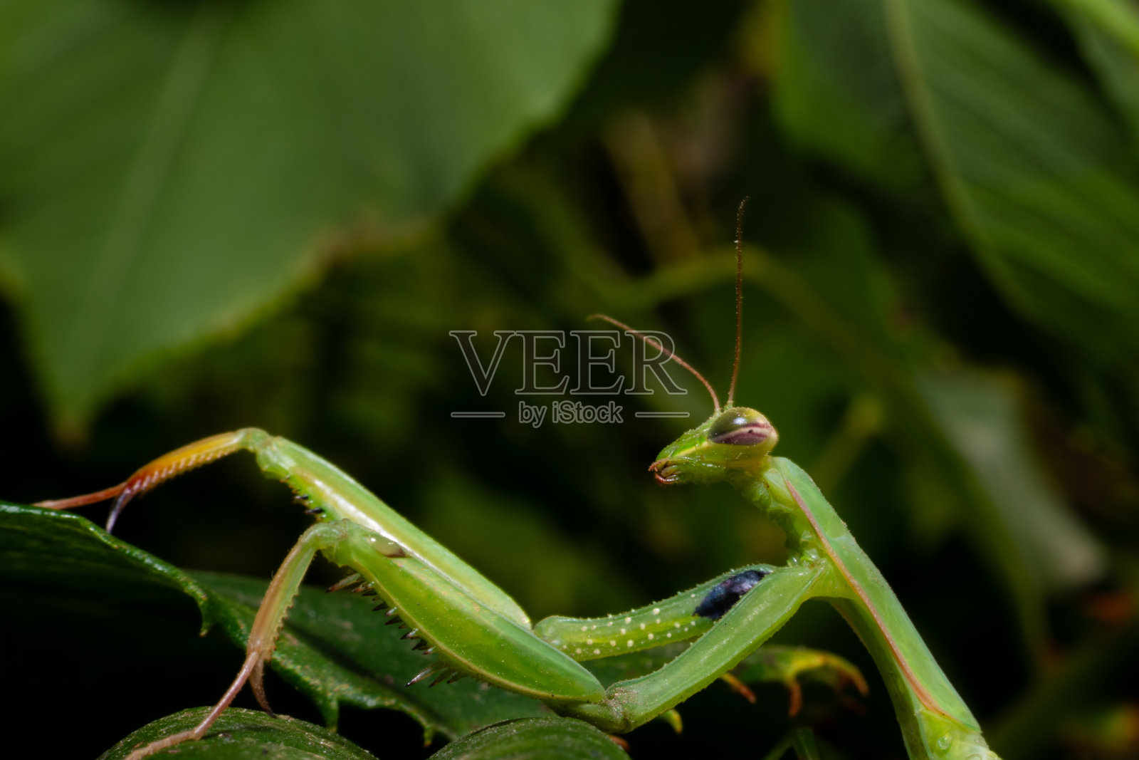 螳螂照片摄影图片