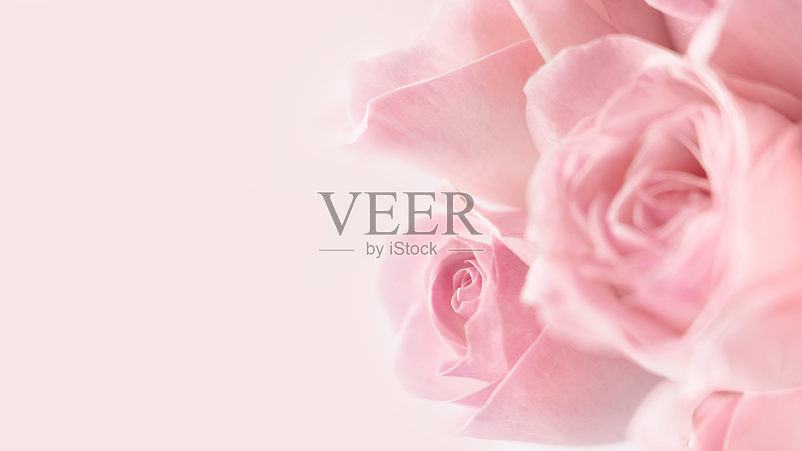 玫瑰花的粉红色背景。贺卡。夏季或春季作文照片摄影图片