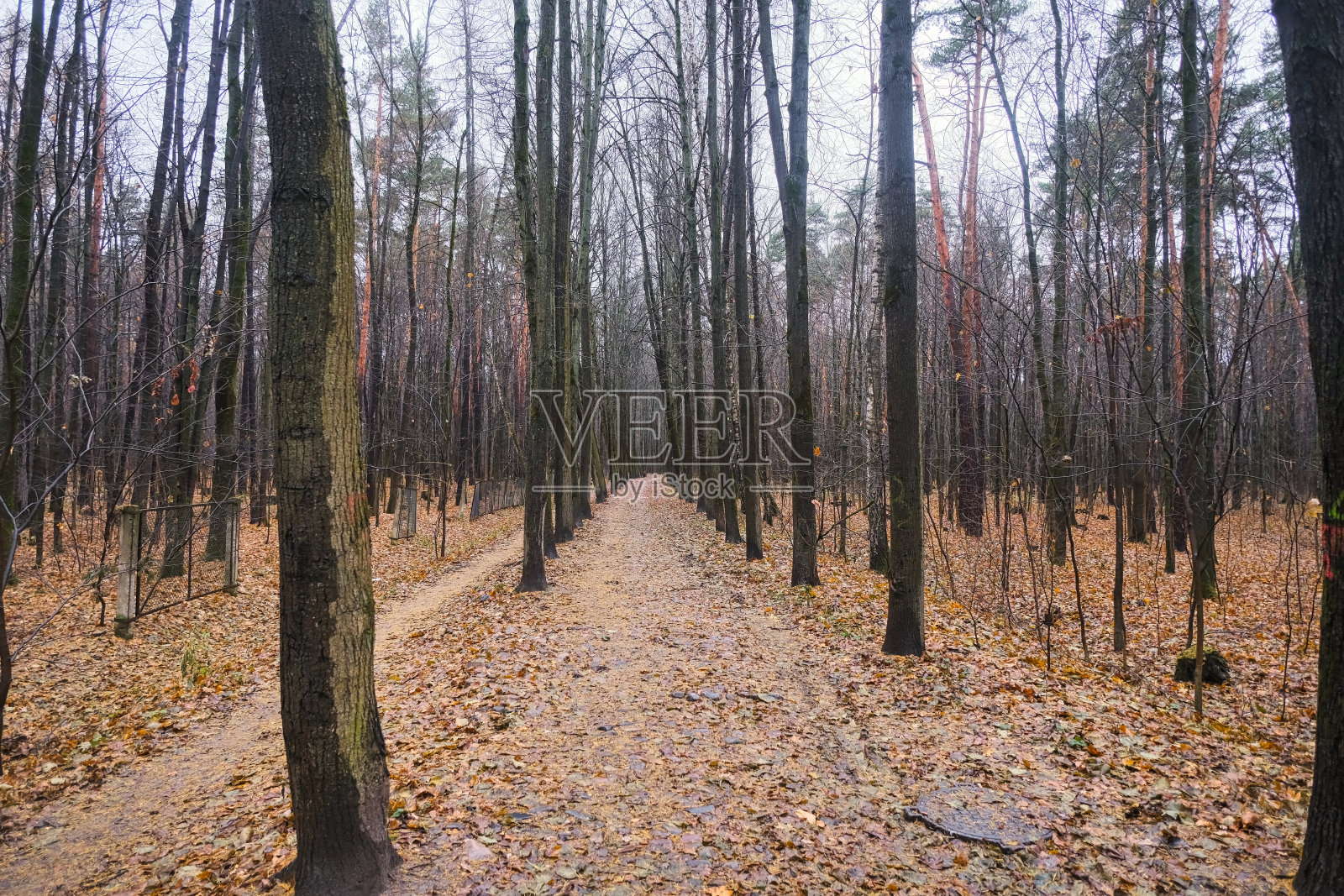 秋天的道路上散落着落在松树林中的黄叶照片摄影图片