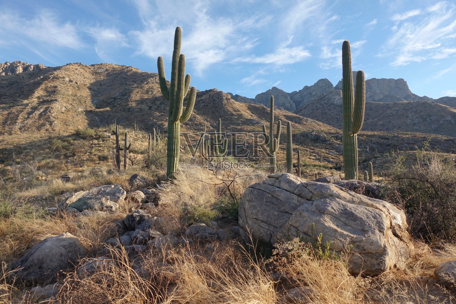 萨瓜罗在卡塔利娜州立公园照片摄影图片