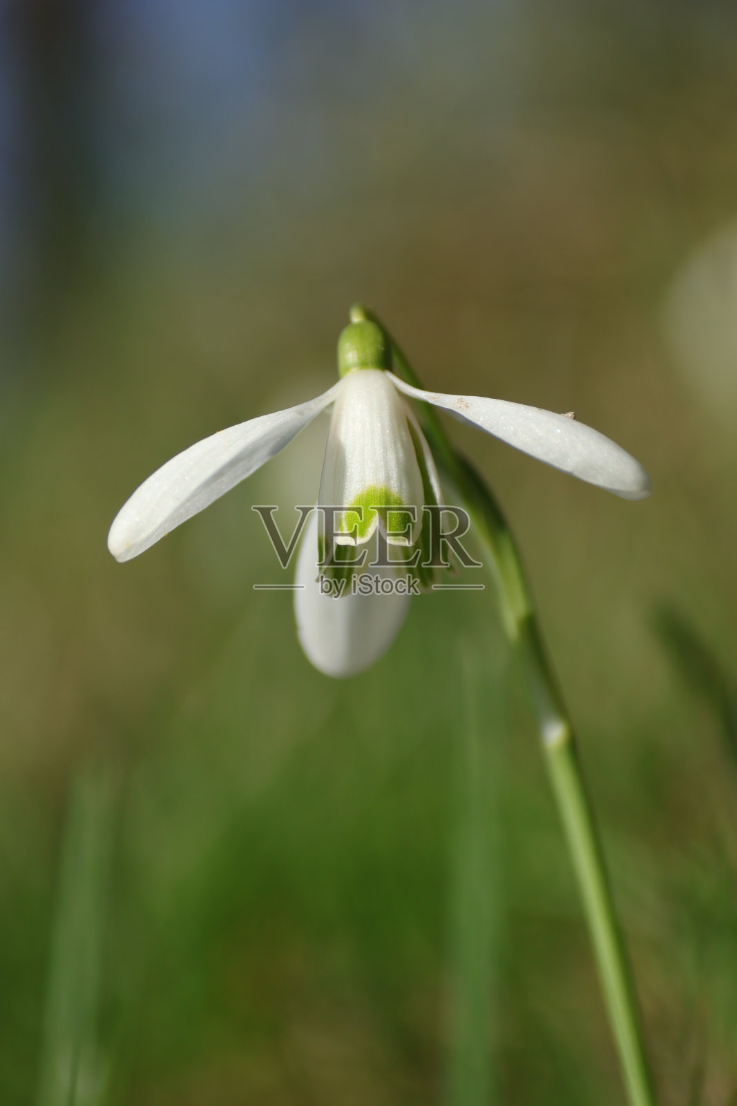 白鼬(Galanthus nivalis)照片摄影图片