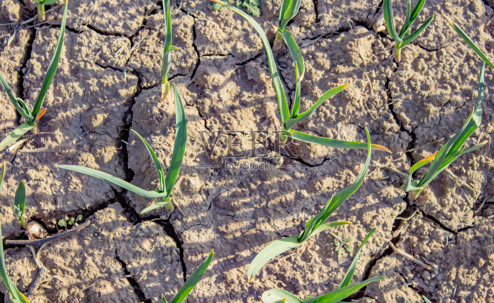 大蒜生长在花园里，户外是健康的饮食照片摄影图片