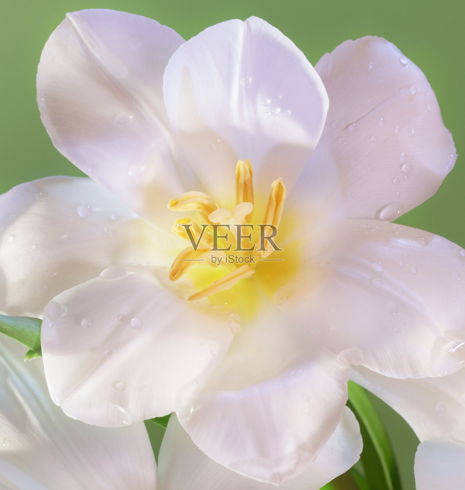 白色美丽的郁金香在绿色的背景上照片摄影图片