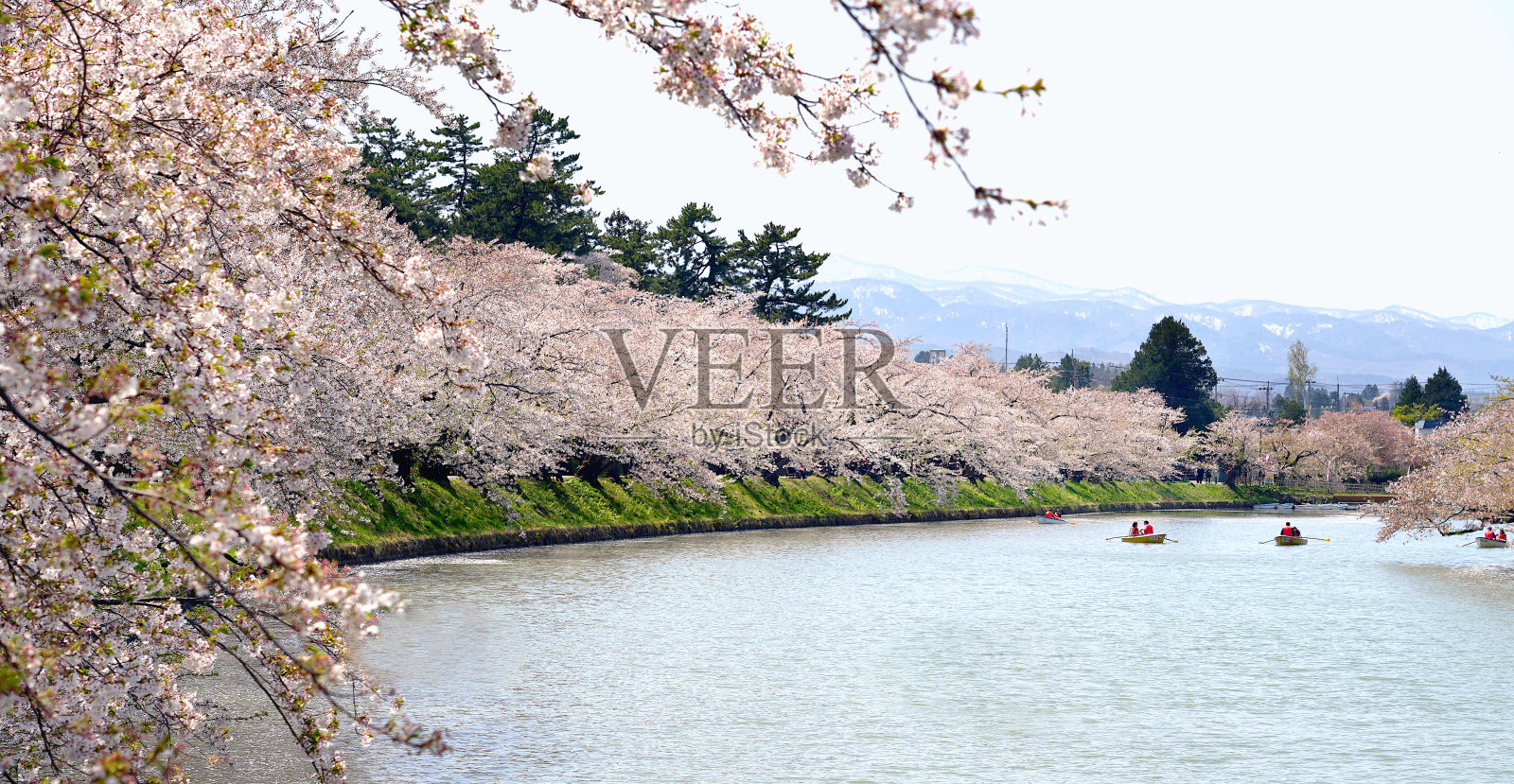 盛开的樱花——广崎公园的樱花。照片摄影图片