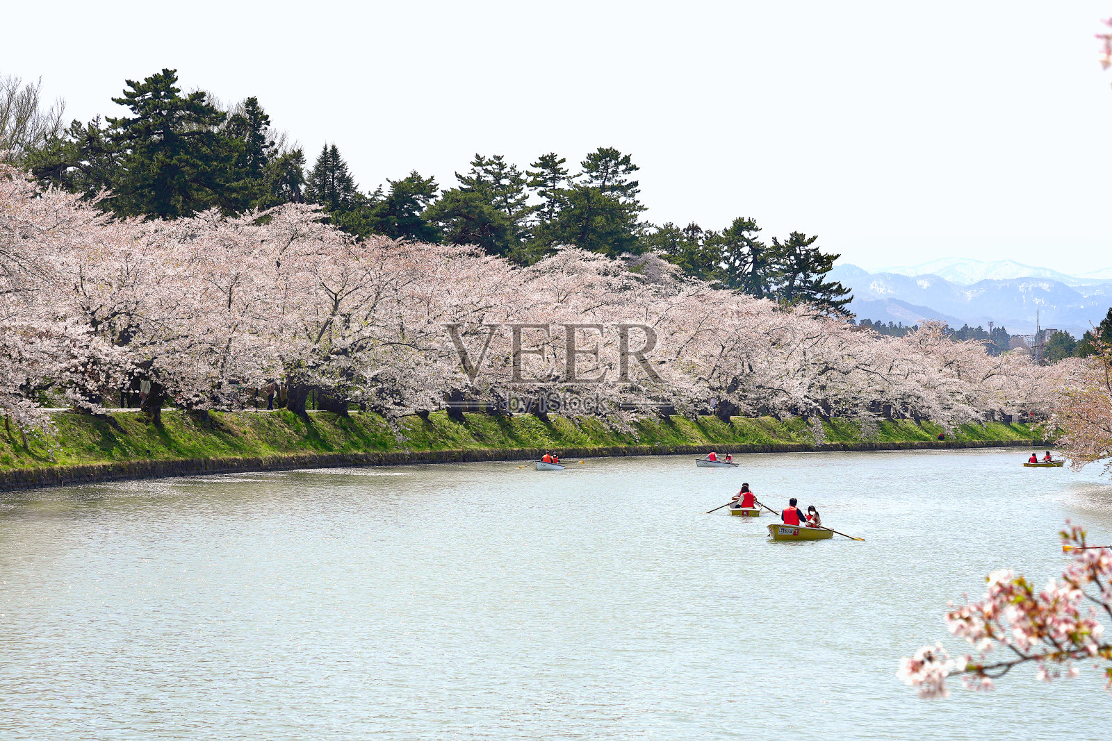在日本弘崎公园划船观赏盛开的樱花。照片摄影图片