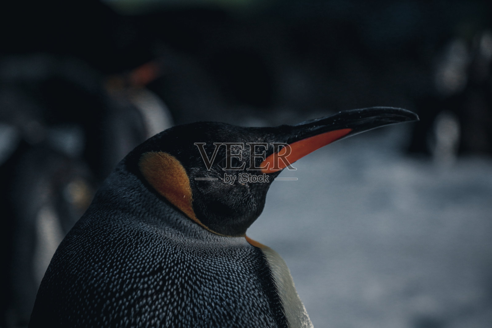 保护中的帝企鹅。照片摄影图片