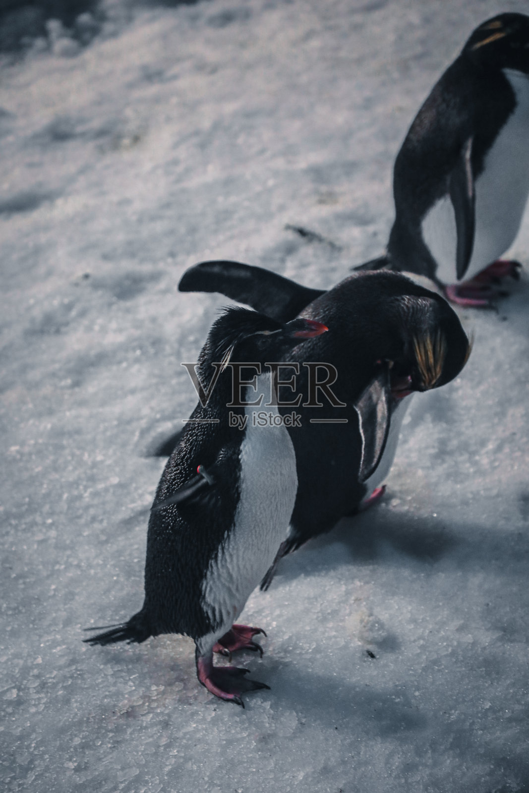 受保护的不同种类的企鹅照片摄影图片