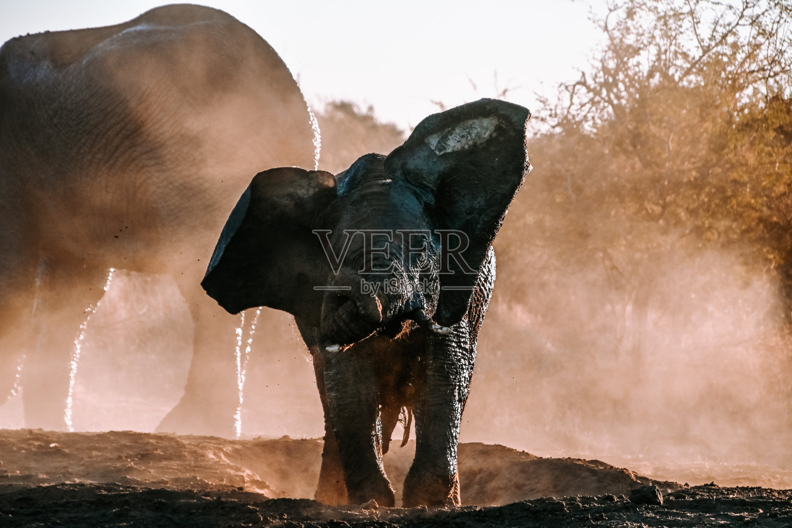 南非的大象照片摄影图片