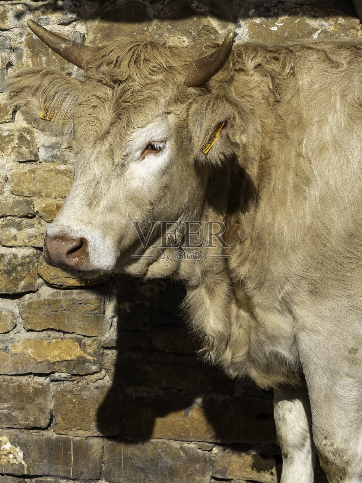 棕色比利牛斯牛照片摄影图片