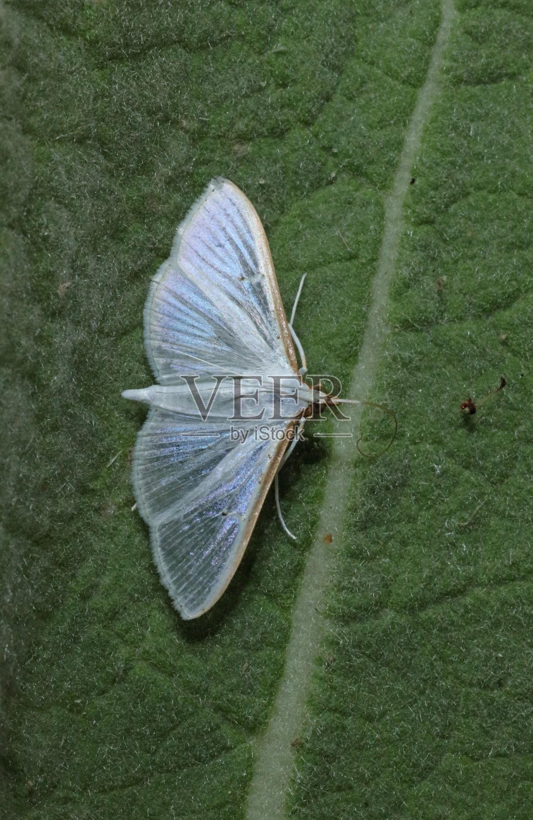 橄榄树珍珠蛾照片摄影图片