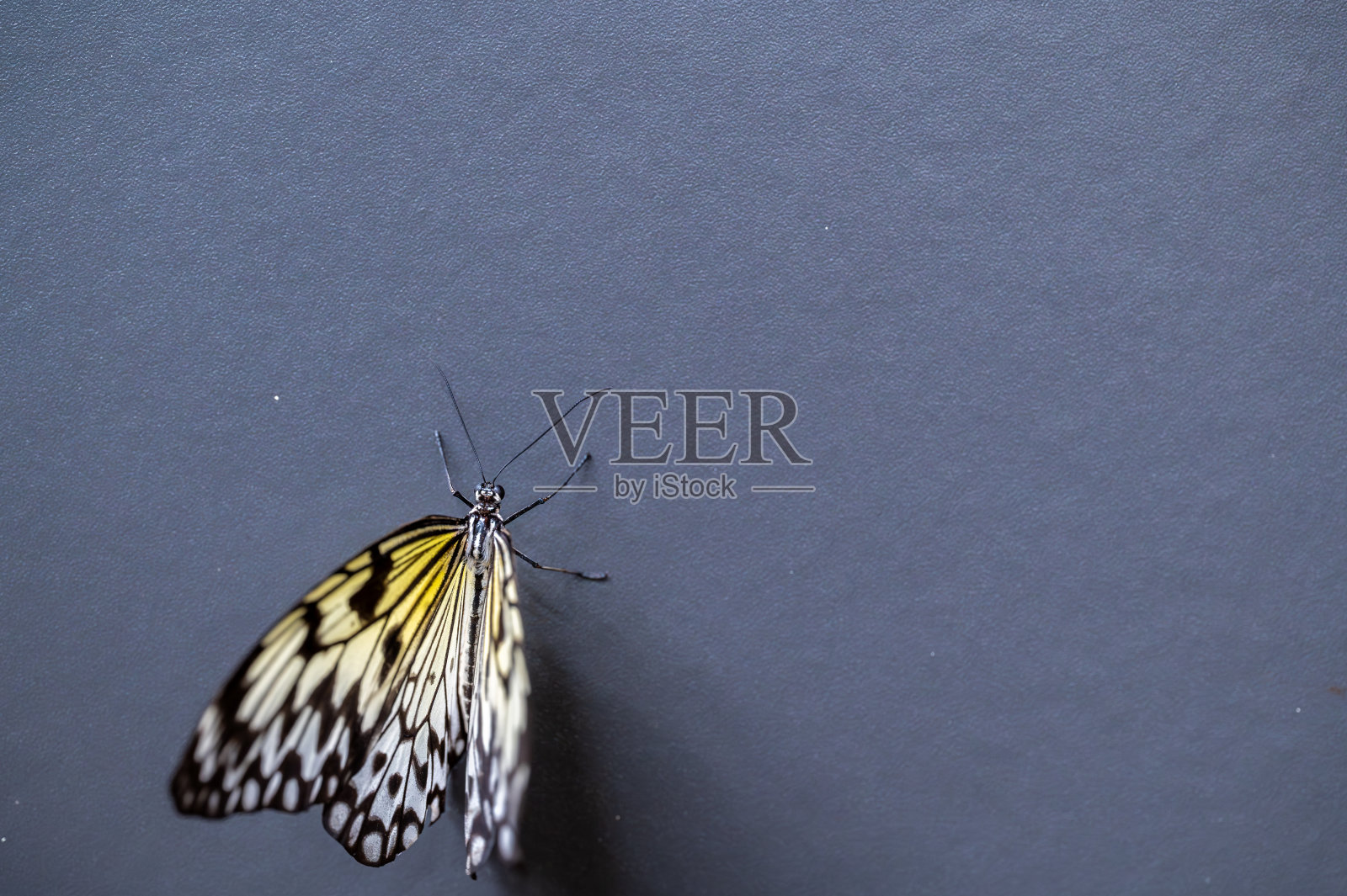 丛林热带蝴蝶——绿蝴蝶、凤蝶、凤蝶、黑脉金斑蝶(danaus plexippus)在绿叶上的特写特写。照片摄影图片