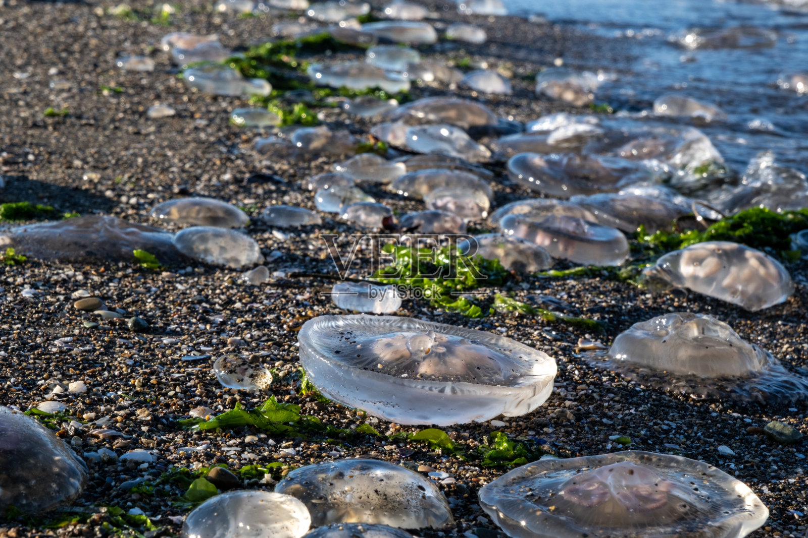 水母照片摄影图片