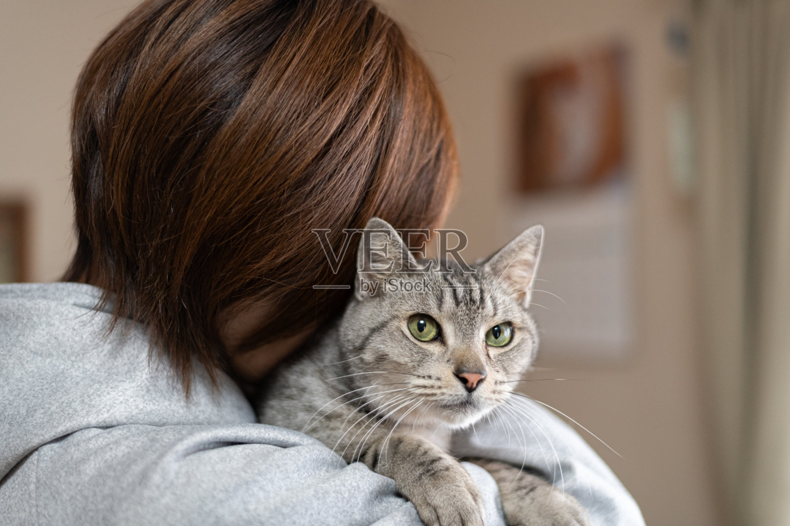 拥抱一只可爱的猫照片摄影图片