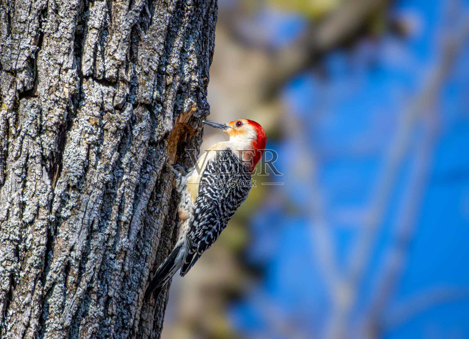 观鸟远足照片摄影图片